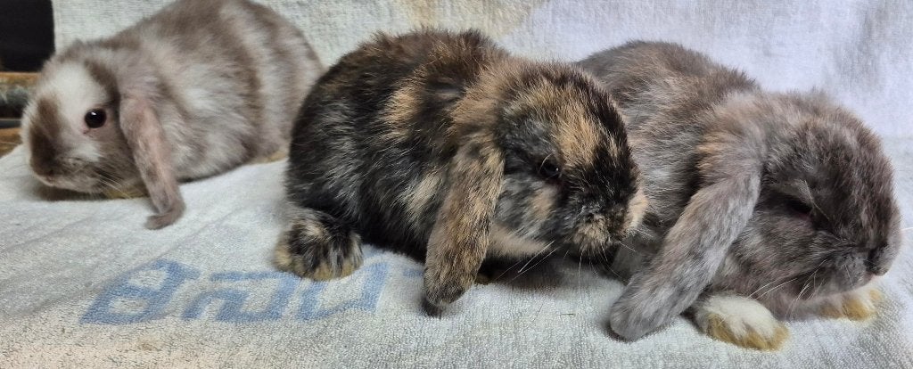 Te koop leuke mooie jonge dwerg hangoor konijntjes, Dieren en Toebehoren, Konijnen, Meerdere dieren, Dwerg, Hangoor, 0 tot 2 jaar