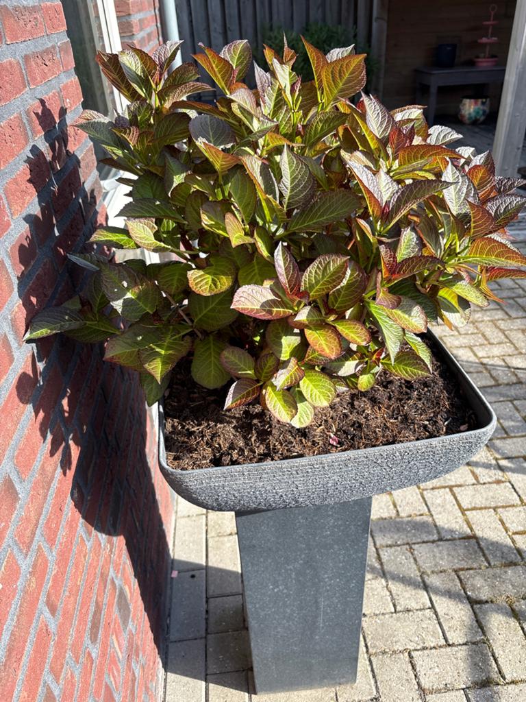 Stijlvolle plantenbak met winterhard hortensia, Ophalen, Kunststof, Gebruikt, Minder dan 60 cm