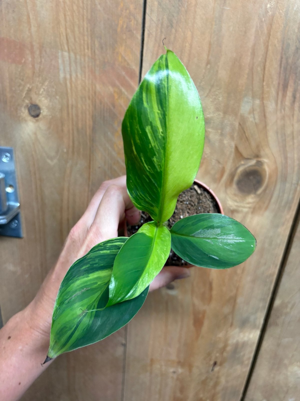 Musa cavendish variegata plant aurea yellow lemon mint, Huis en Inrichting, Ophalen of Verzenden, Halfschaduw, Minder dan 100 cm