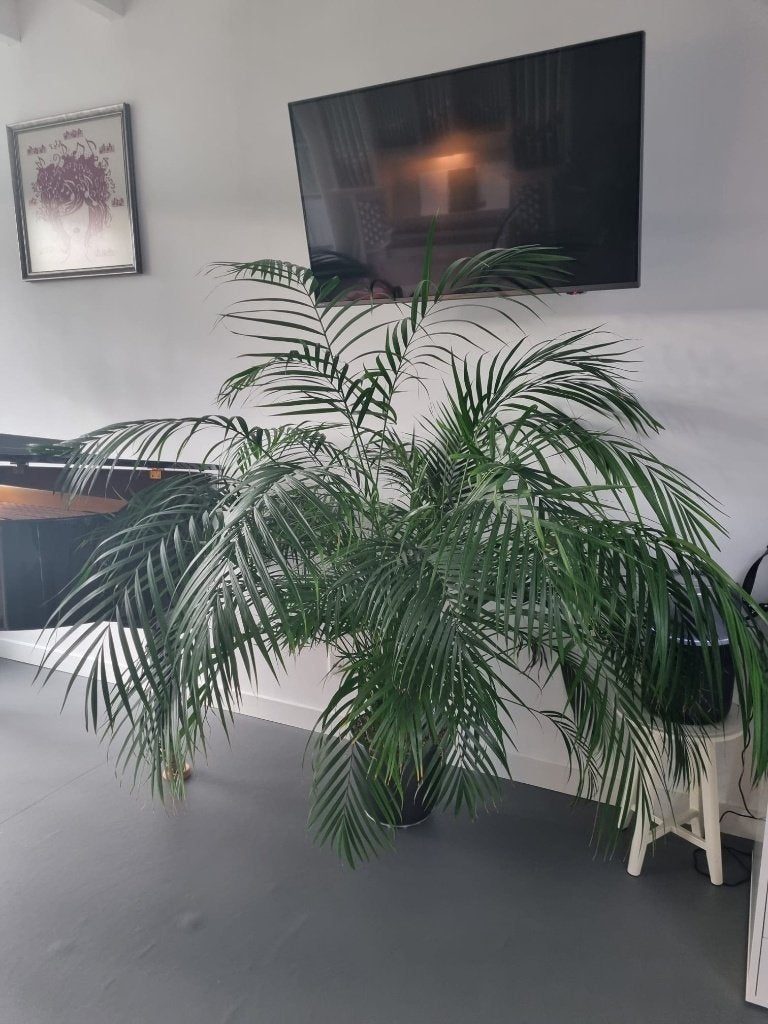 Gezonde Dypsis Lutescens - Goudpalm - Palm - Kamerplant, Ophalen, Palm, Halfschaduw, 150 tot 200 cm