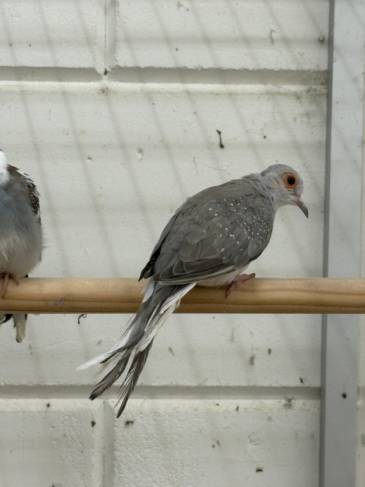 Drie bonte diamantduifjes, Dieren en Toebehoren, Vrouwelijk