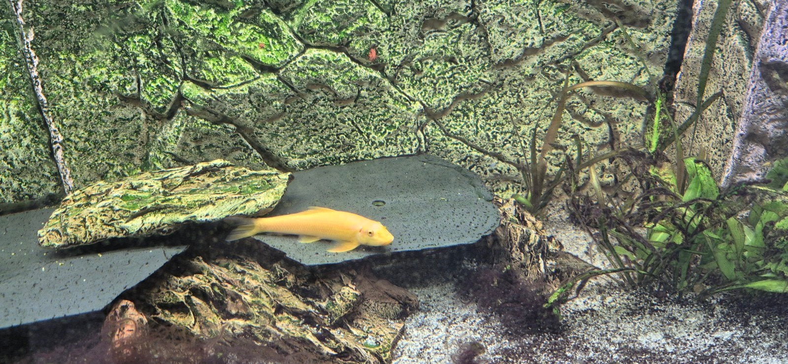 Algeneter 2 stuks aangeboden, Dieren en Toebehoren, Vissen | Aquariumvissen, Vis, Zoetwatervis