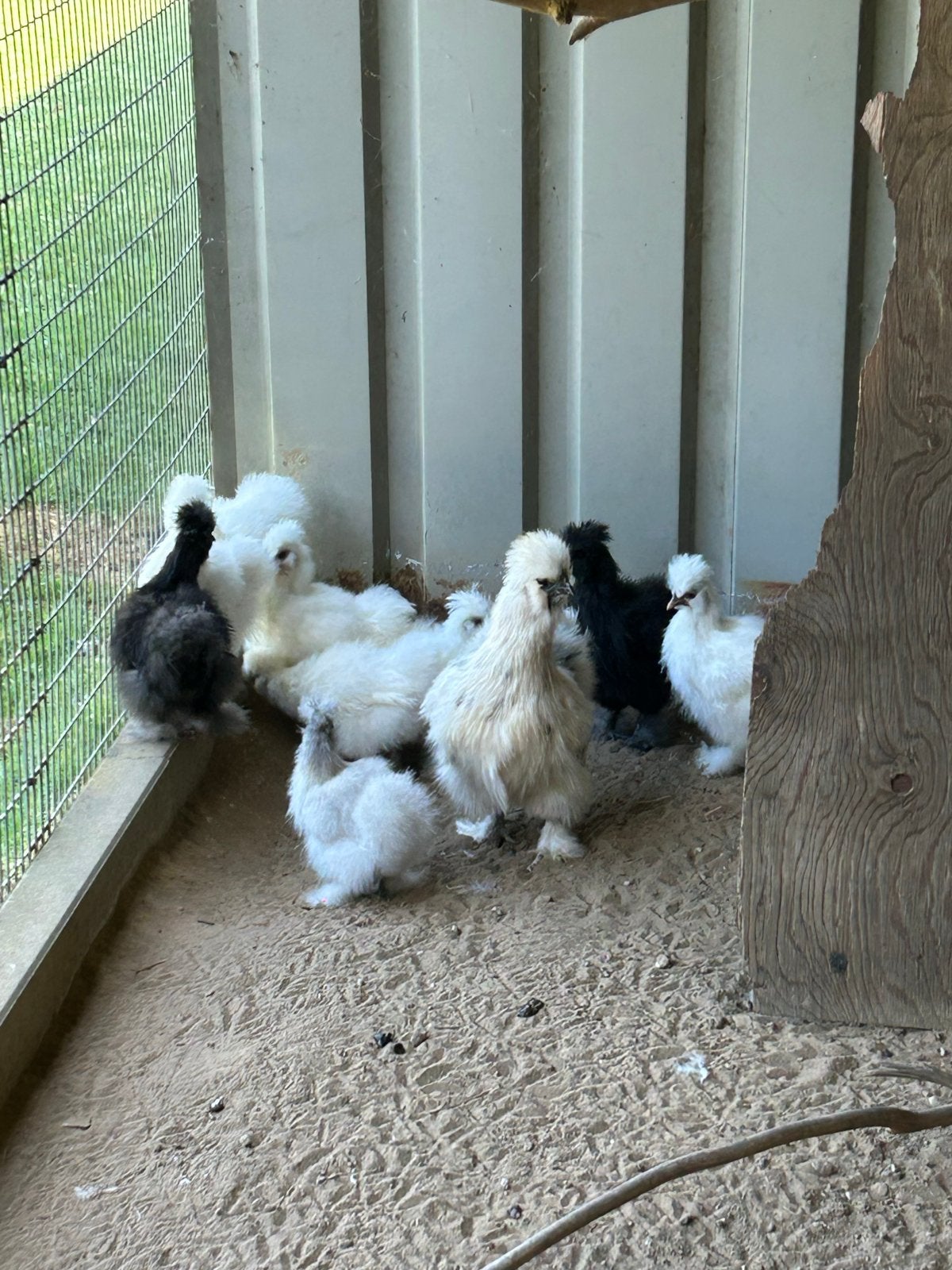 Zijdehoentjes kuikens, Dieren en Toebehoren, Pluimvee, Meerdere dieren, Kip