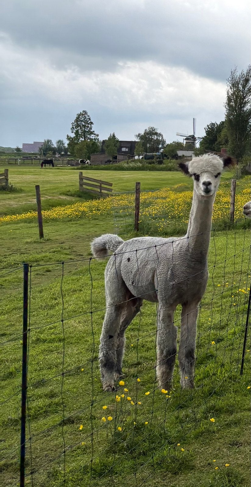 Ter dekking, alpaca hengst Martini