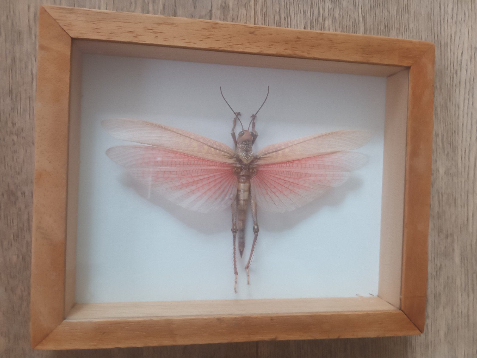 Opgezette Tropidacris Dux sprinkhaan uit Guyana, Ophalen of Verzenden, Zo goed als nieuw, Insect, Opgezet dier