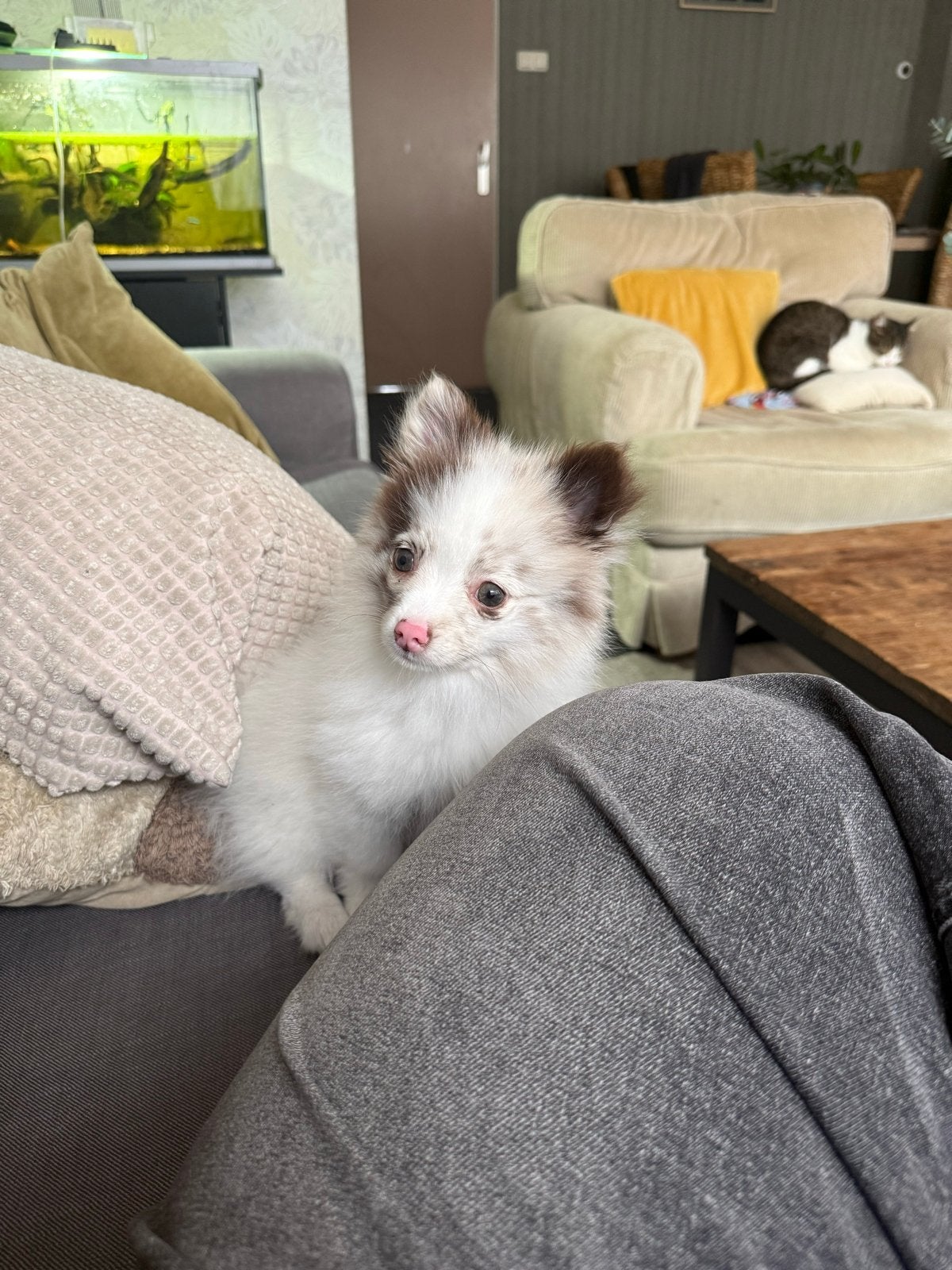 Pomeriaan/keeshond pup Red Merle., Keeshond, 15 weken tot 1 jaar, Teef, Eén hond