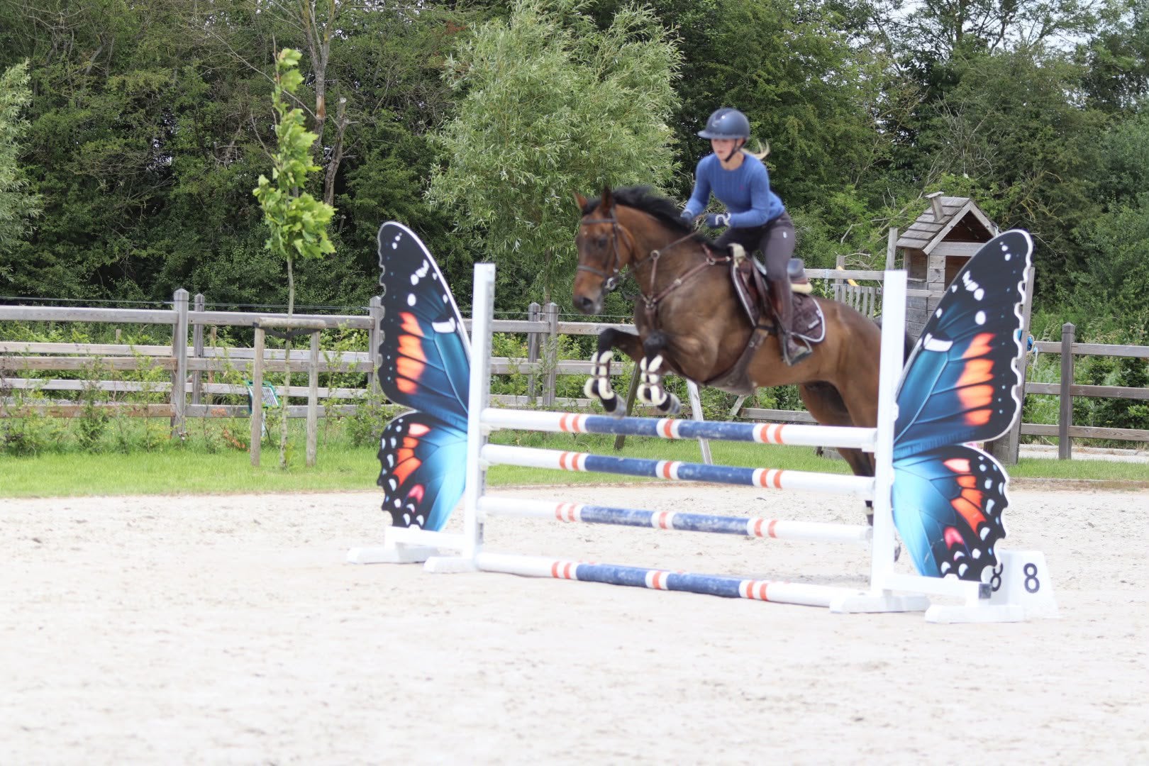 knappe 6-jarige ruin springt met veel vermogen en techniek., Dieren en Toebehoren, Paarden, Met stamboom, Ruin, Zadelmak, 3 tot 6 jaar
