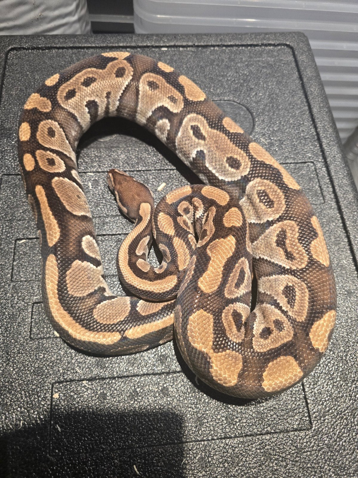0.1 phantom ball python, Dieren en Toebehoren, Slang