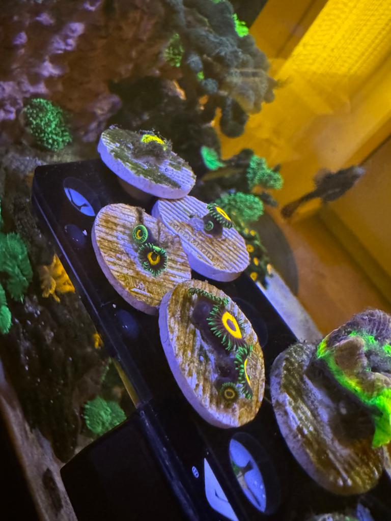 Zoanthus Eagle Eye Frag, Dieren en Toebehoren, Vis, Zoutwatervis