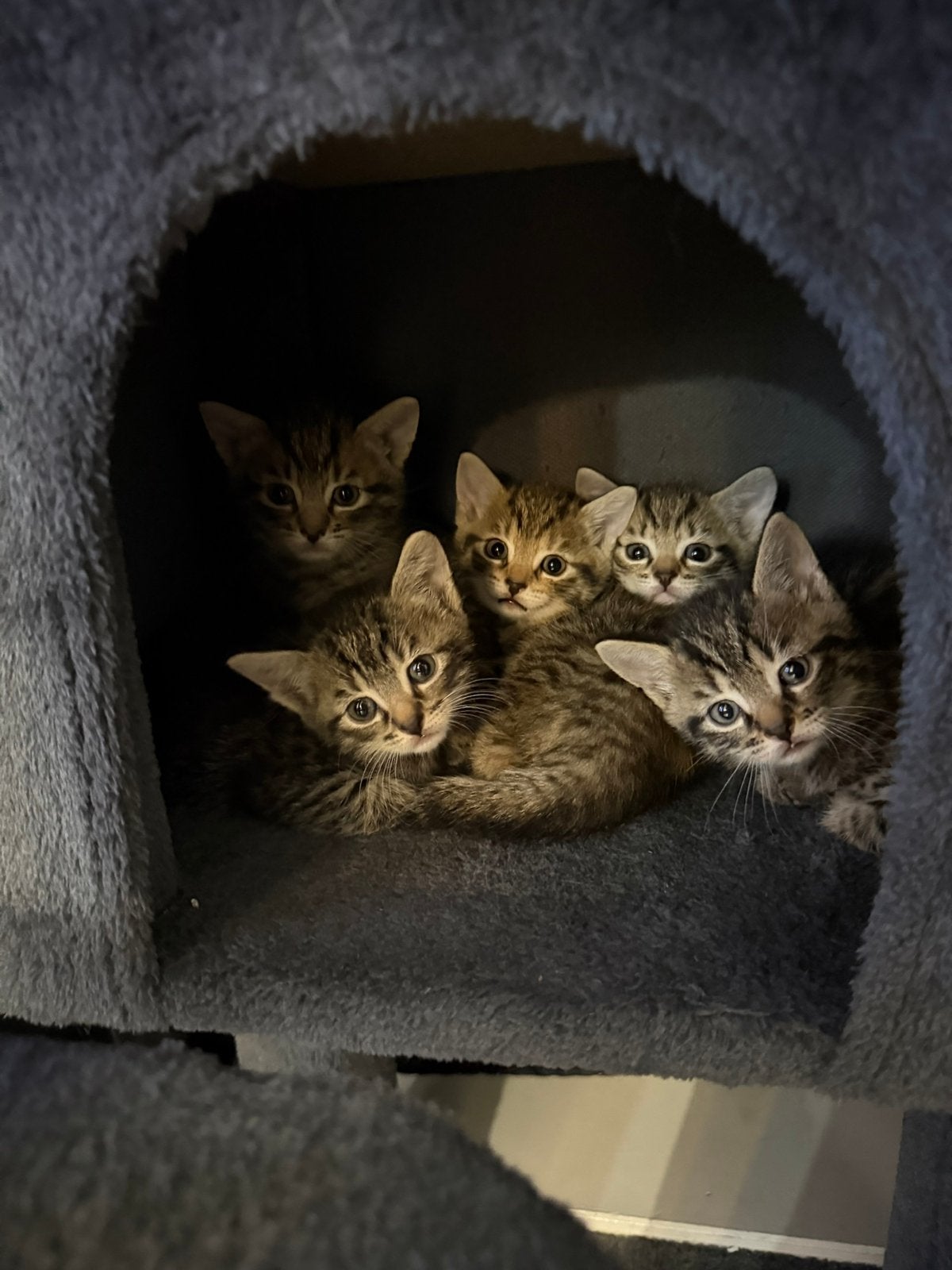 Schattige & Speelse Cypres Kittens Zoeken een Warm Huisje!, Ophalen of Verzenden