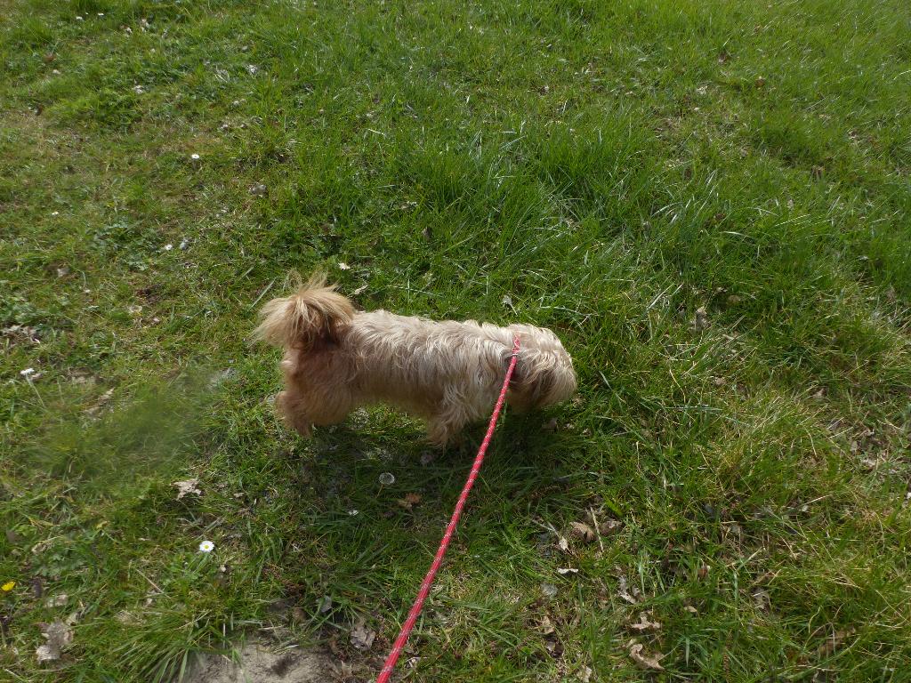 dekreu 1 jaar oud Yorkshire Terrier super gezond en lief, Dieren en Toebehoren, Reu, 1 tot 2 jaar, Parvo, Eén hond