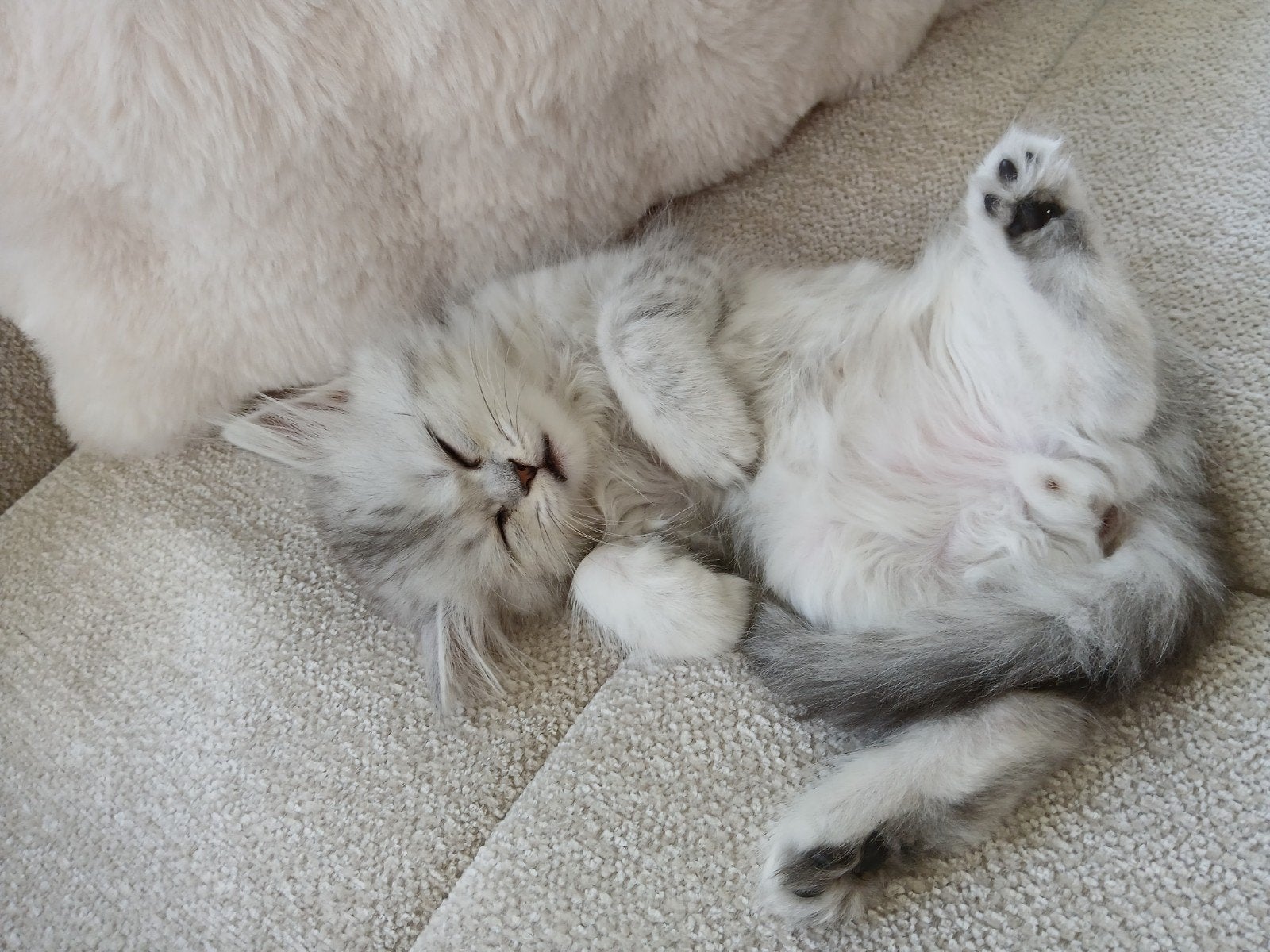 Pers x Pers/Ragdoll, Kater