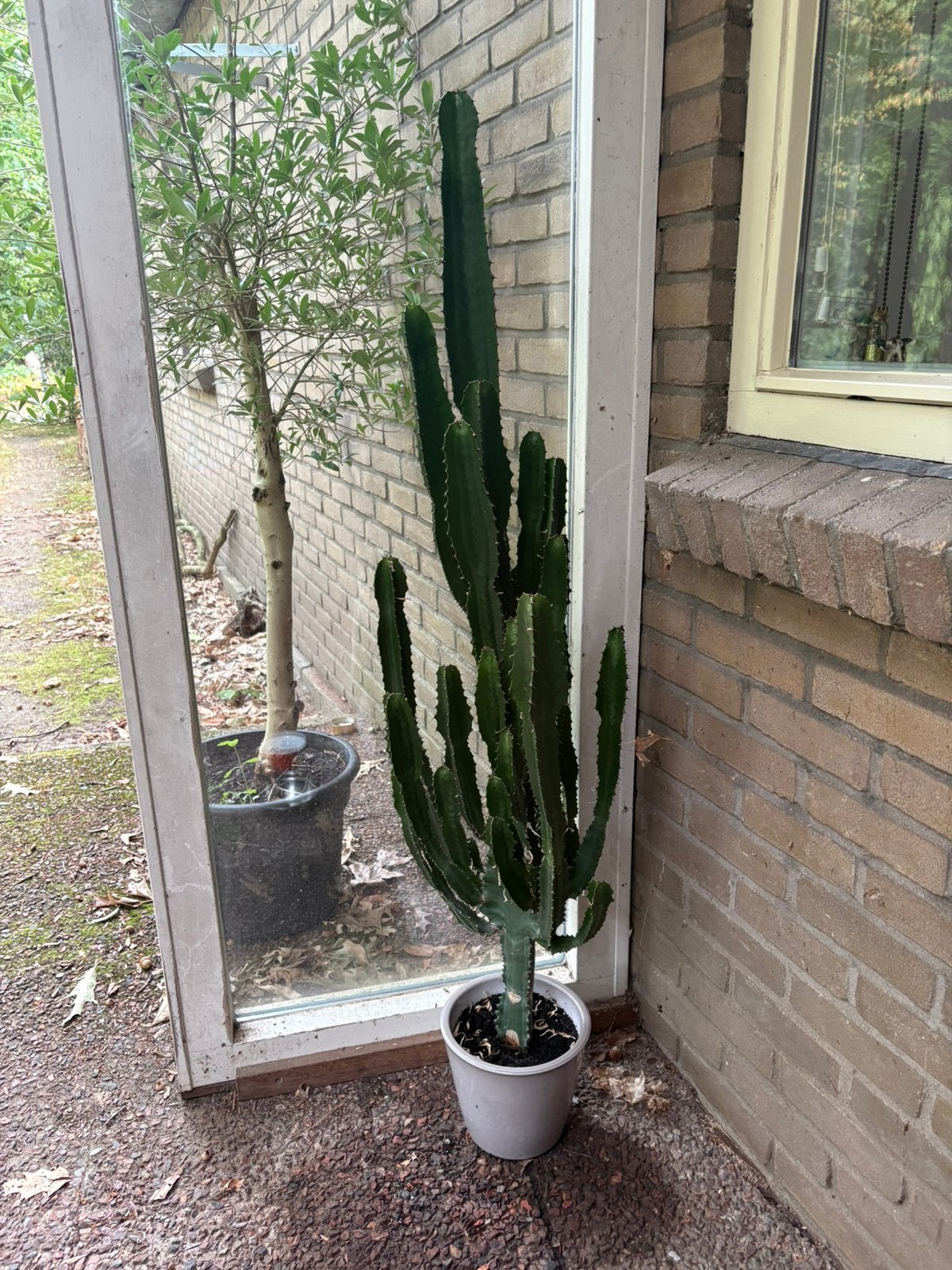 cactus groen hoog, Ophalen, Overige soorten, 100 tot 250 cm