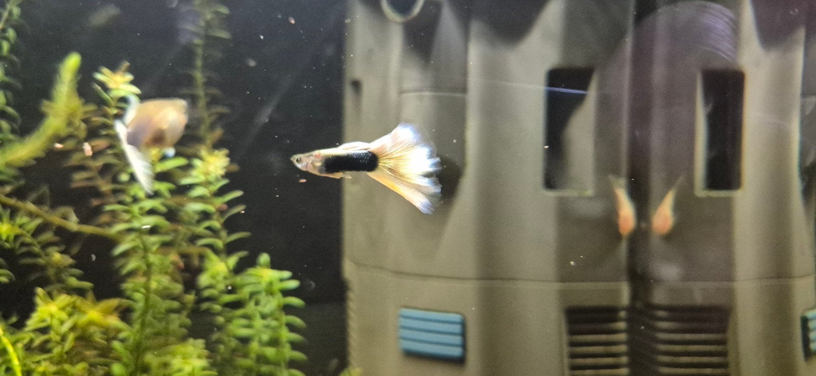 Prachtige raszuivere yellow tail tuxedo guppen, Dieren en Toebehoren, Vis