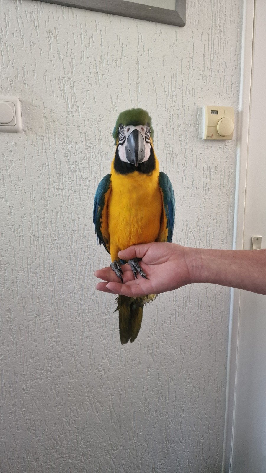 blauwgele ara kuikens, Dieren en Toebehoren, Meerdere dieren, Papegaai, Geringd