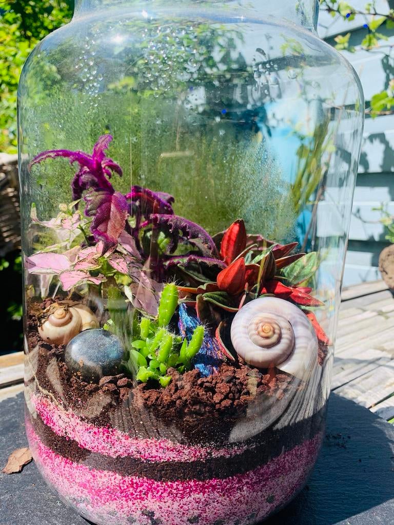 Uniek Terrarium met Diverse Planten en Decoratie, Ophalen, Overige soorten, Halfschaduw, In pot