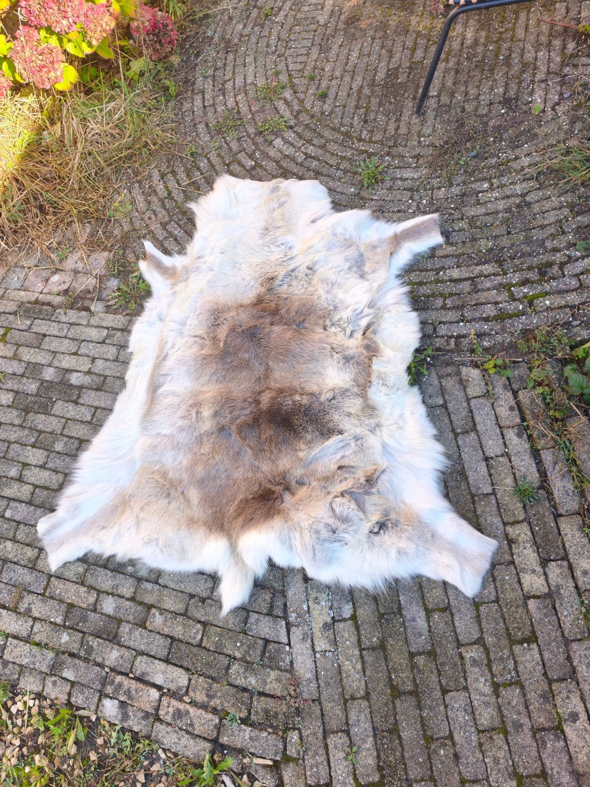 Prachtig rendiervel - Natuurlijk en decoratief, Gebruikt, Beige, 100 tot 150 cm, Natuurlijk, Scandinavisch, Rustiek