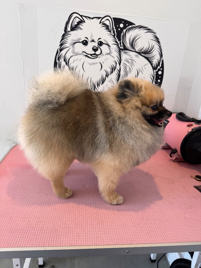 Raszuivere ervaren pomeranian ( dwergkees ) dekreu, Dieren en Toebehoren, Reu, Parvo, Eén hond, 3 tot 5 jaar