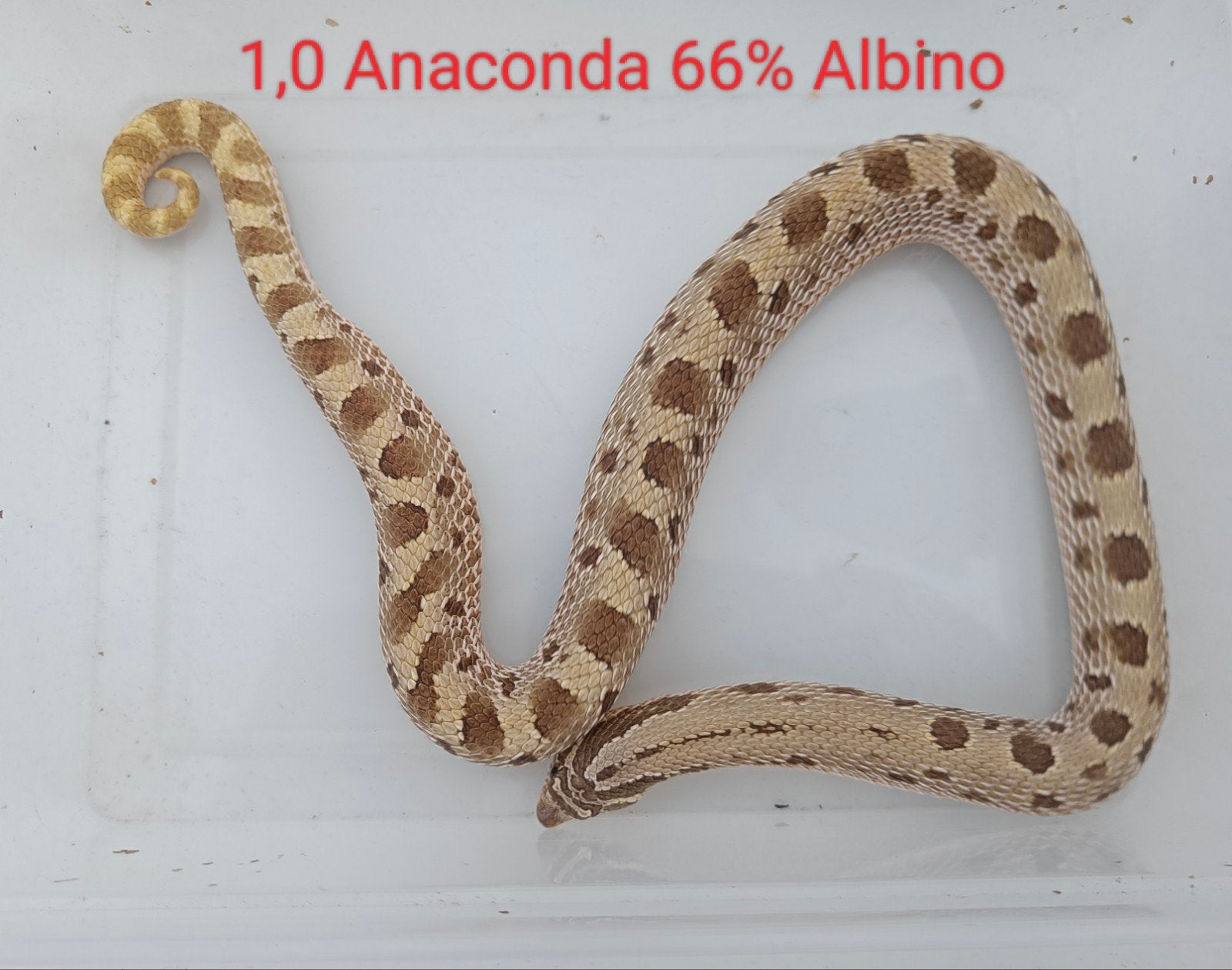 Haakneusslangen - Heterodon nasicus Hognose Snake photo 3