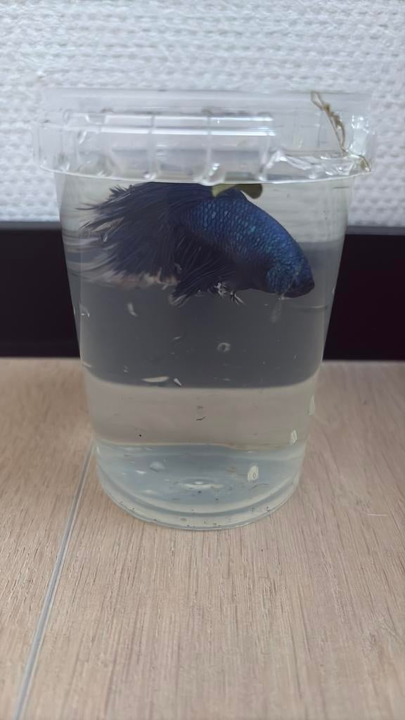 Siamese kempvis blauwe man groot, Dieren en Toebehoren, Vissen | Aquariumvissen, Vis