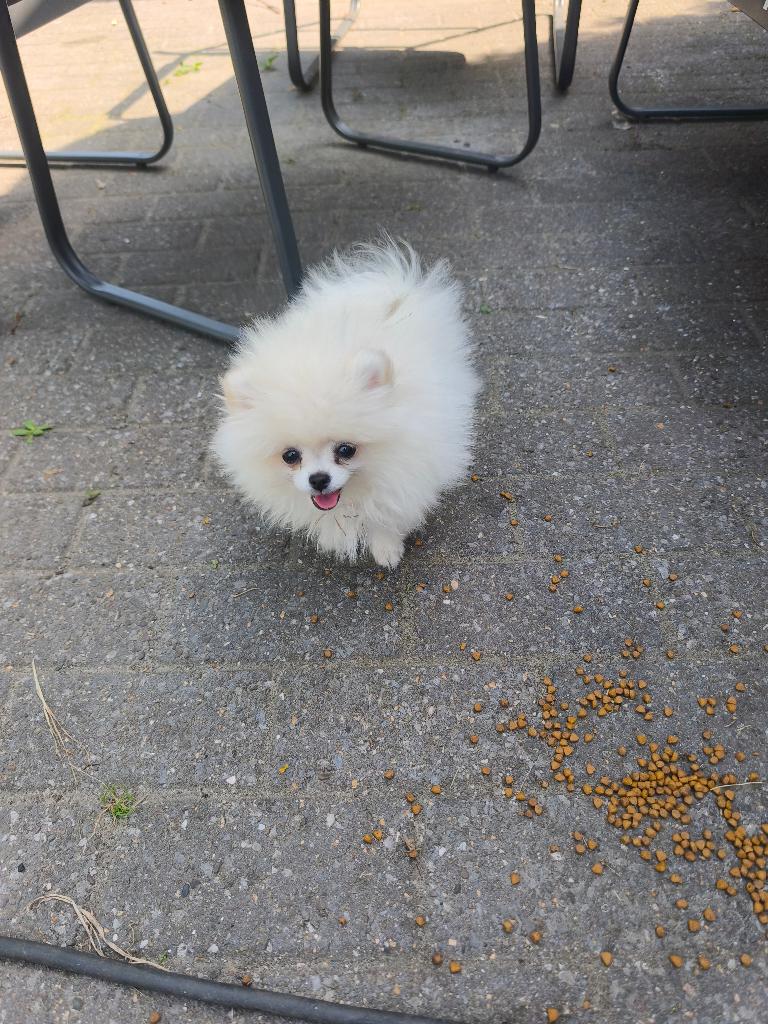 Mini pomerian, Dieren en Toebehoren, Particulier, Keeshond, 8 tot 15 weken, Buitenland