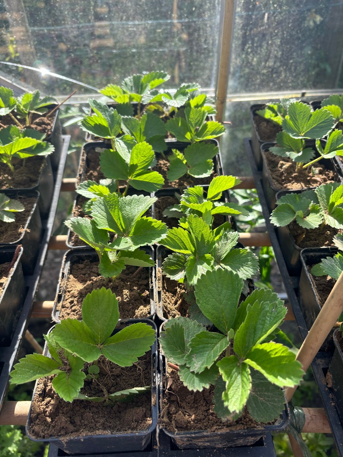 Aardbeinplantjes  - Verse aardbeien uit eigen tuin, Ophalen, Volle zon, Vaste plant, Fruitplanten
