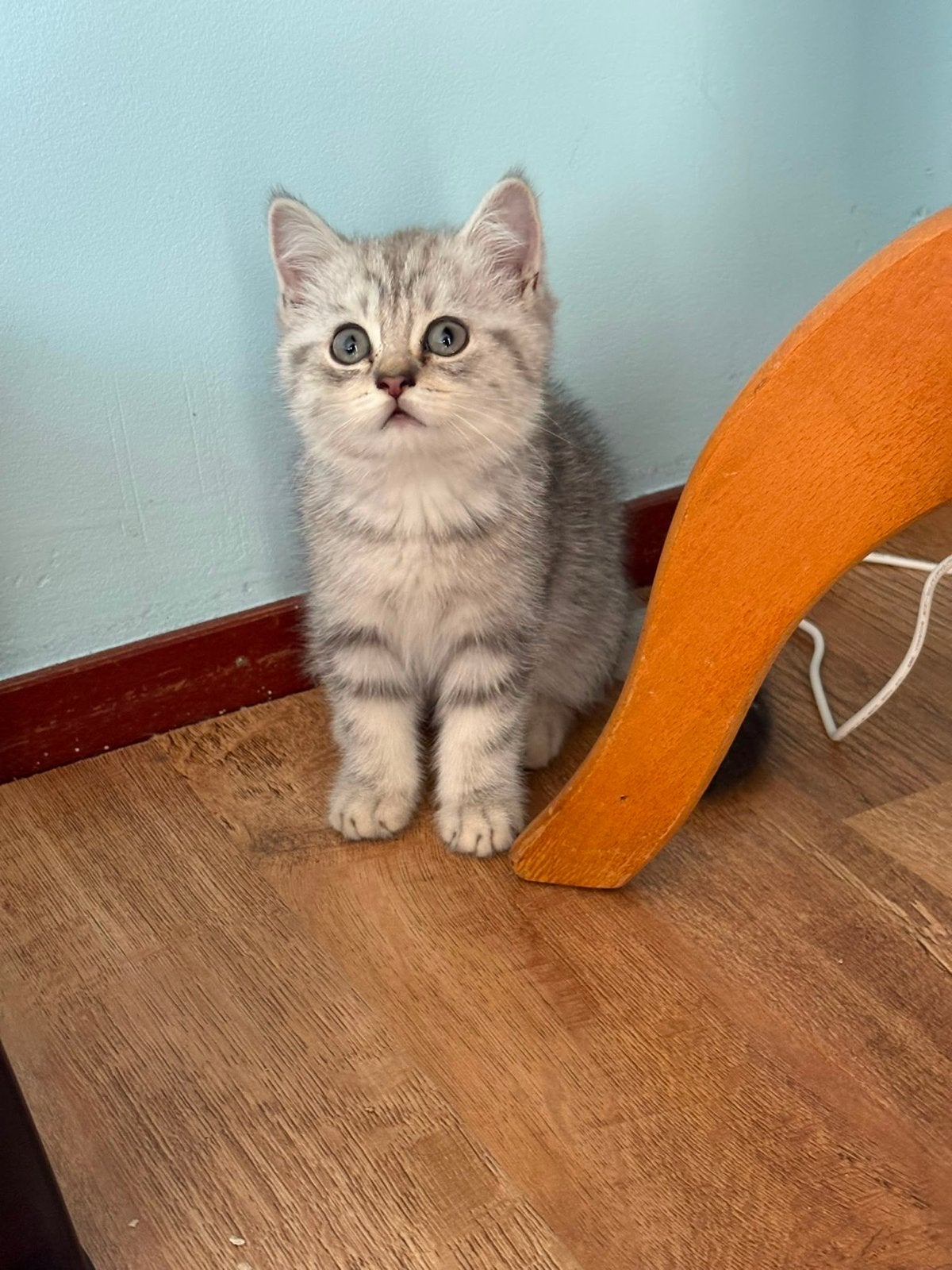 Britse korthaar zilver tabby, Kater, Ontwormd
