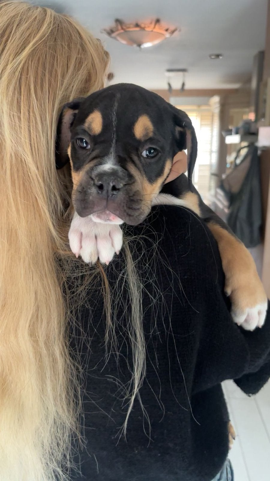 Old engels bulldog, Dieren en Toebehoren, Honden | Bulldogs, Pinschers en Molossers, HCC (leverziekte), Reu, 8 tot 15 weken, Bulldog