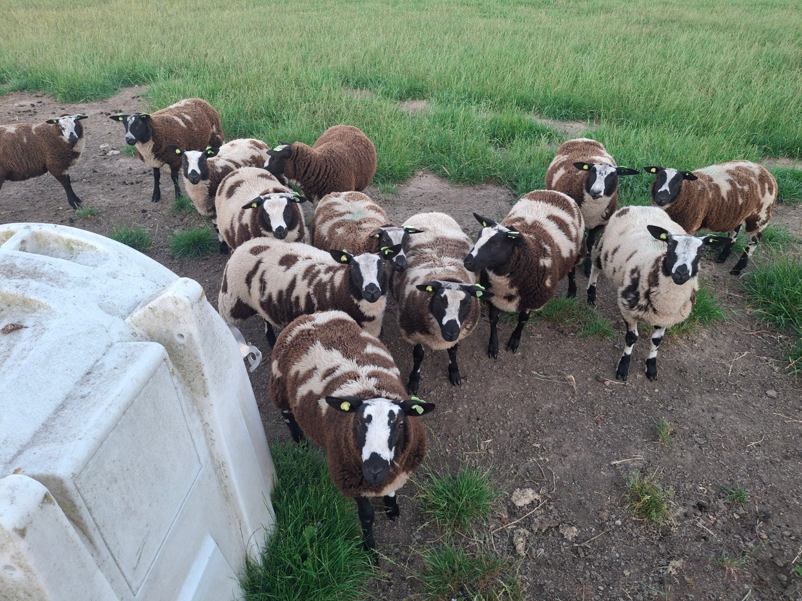 13 ooilammeren te koop, Vrouwelijk, Schaap