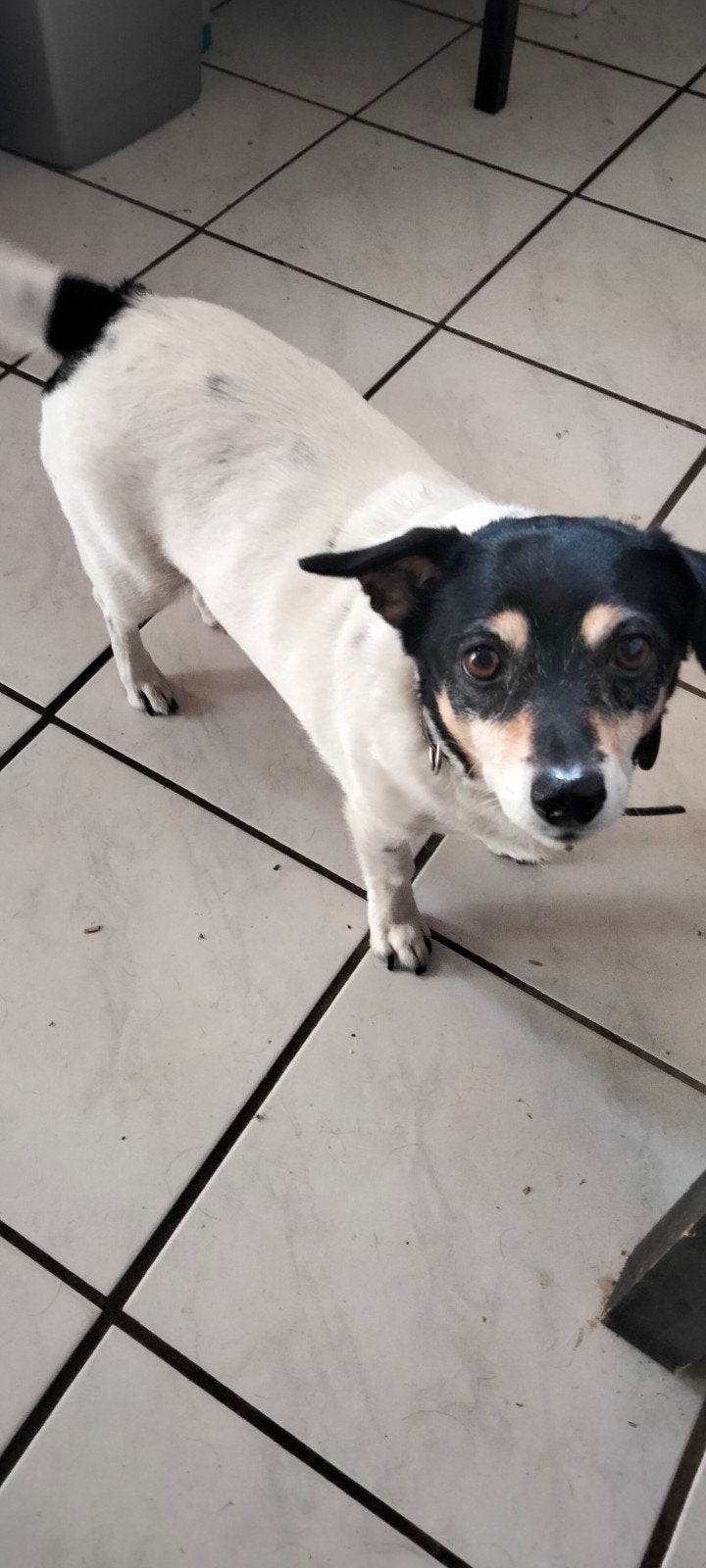 Jack russel, Dieren en Toebehoren, 6 jaar of ouder, Teef, Eén hond, Nederland