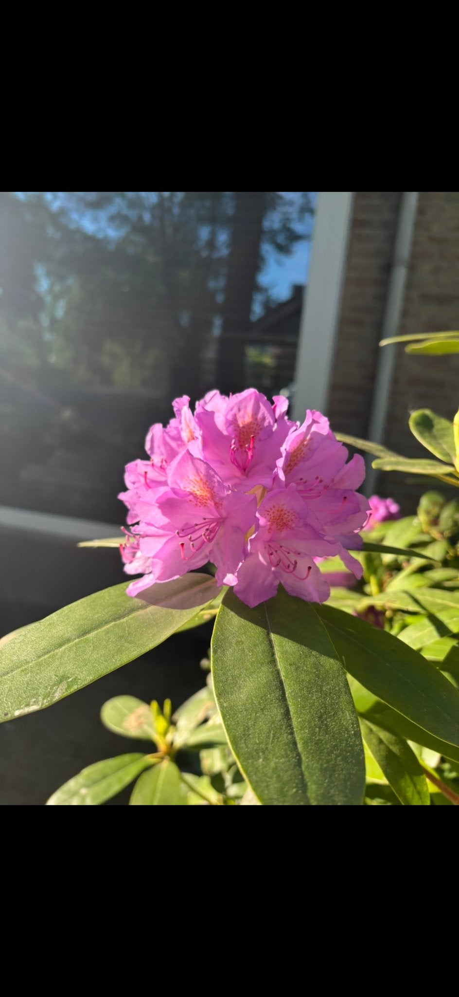 Rhododendron - Prachtige Roze / paarse Bloemen, Vaste plant, Halfschaduw, Lente, Ophalen