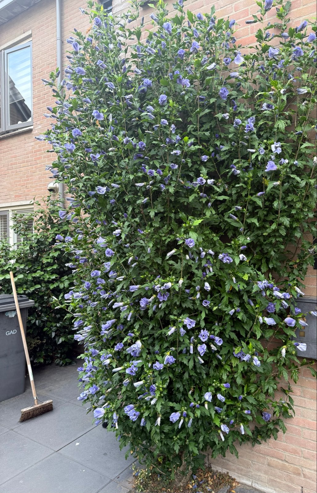 Mooie paarse struikhibiscus (Hibiscus syriacus), Volle zon, Vaste plant, Zomer, Ophalen