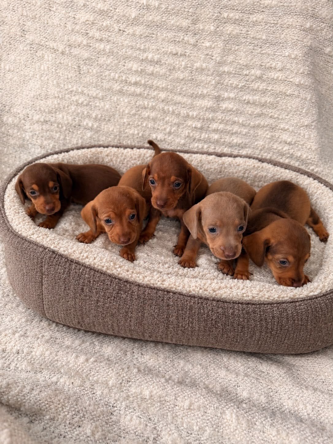 teckel puppys, Overige rassen, 8 tot 15 weken, Meerdere, Meerdere dieren