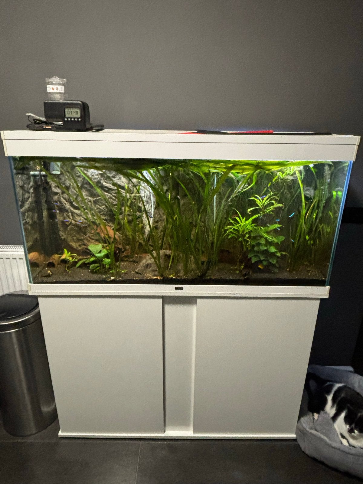 Aquarium 120cm lang 239L, Ophalen, Gebruikt, A, Leeg aquarium
