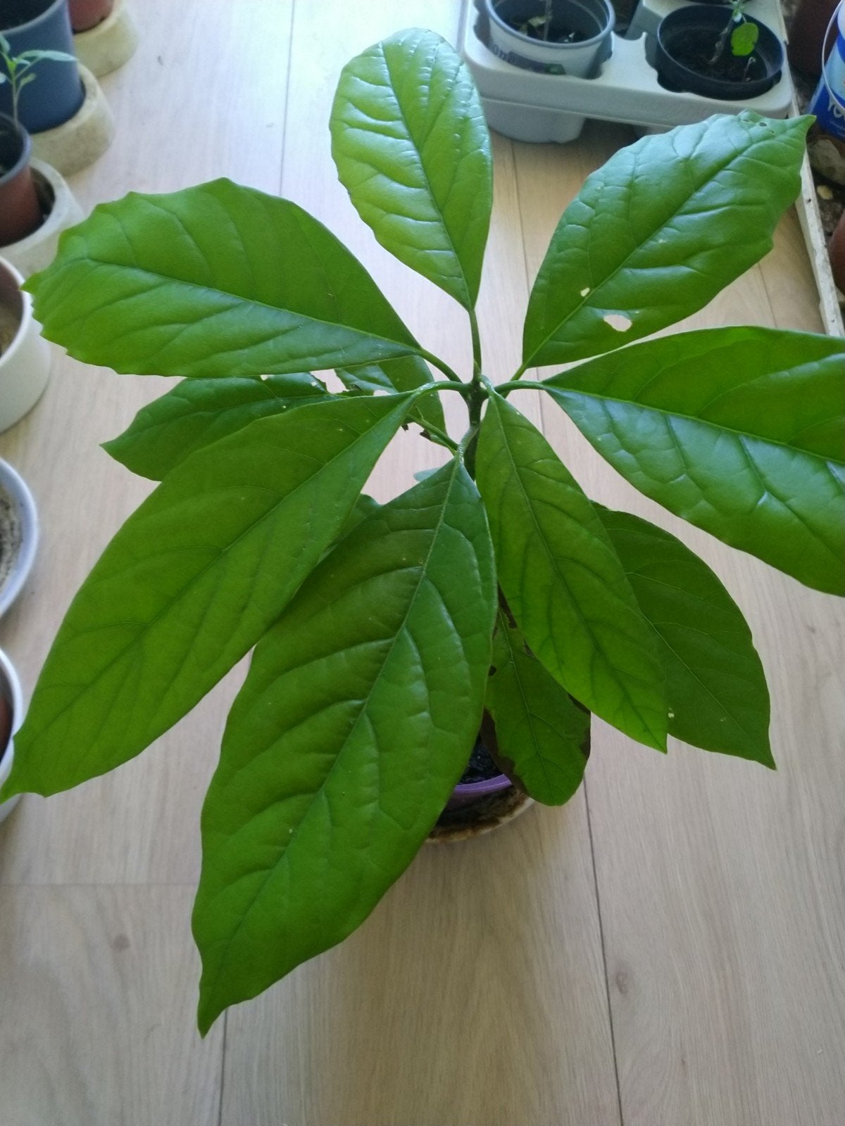 Jonge Avocado Plant - Perfect voor Thuis, Ophalen, Bloeit niet, Overige soorten, Volle zon