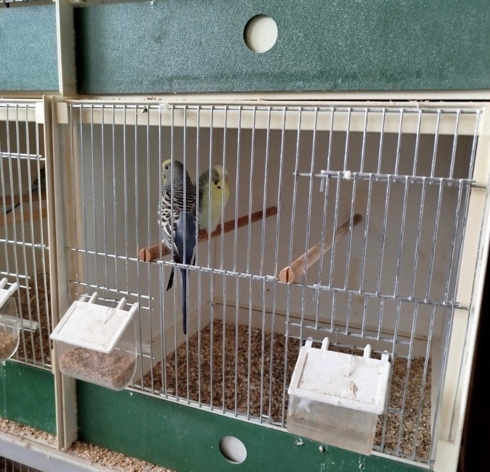 Vogels, Meerdere dieren, Kleurkanarie