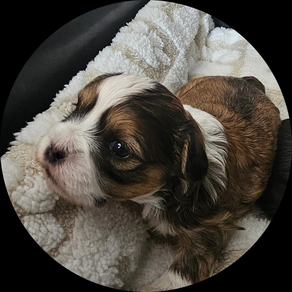 4 super lieve kleine boomer pups💙🩷💚, Meerdere, Meerdere dieren, Klein, Nederland
