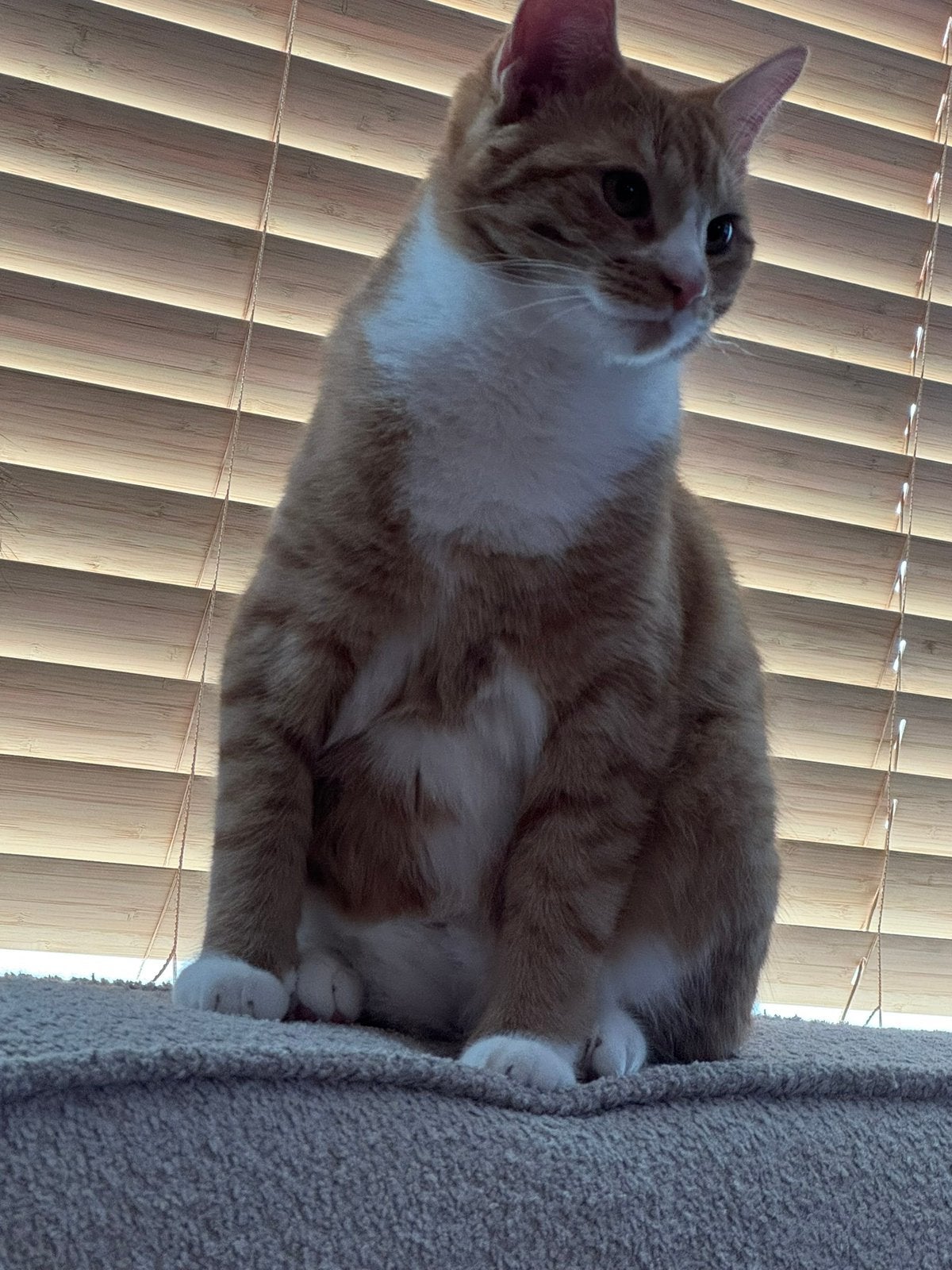 Tobi zoekt een nieuw huisje, Kater, Gechipt, 0 tot 2 jaar
