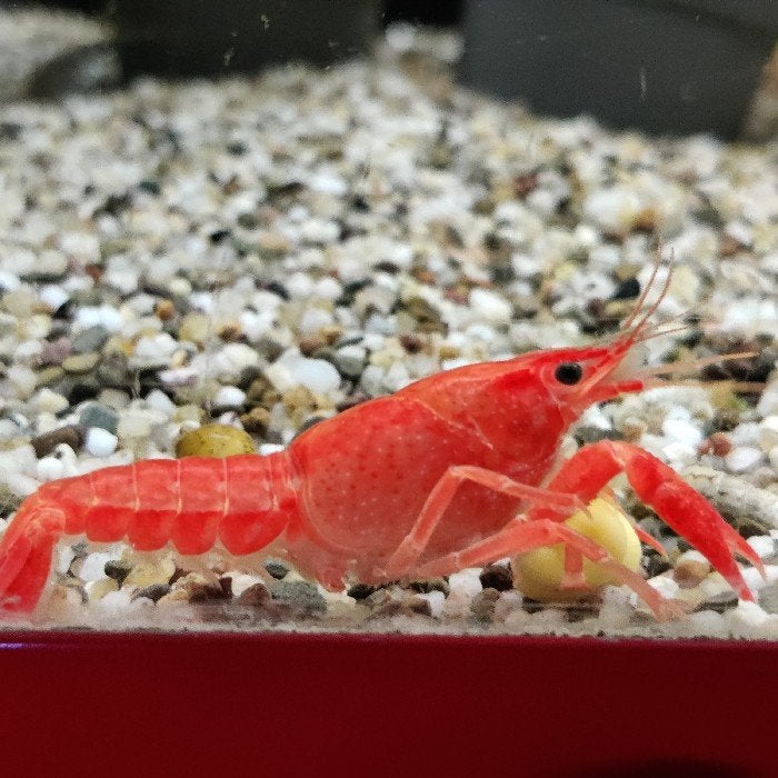 Cherax lorentzi, Dieren en Toebehoren, Vissen | Aquariumvissen, Vis