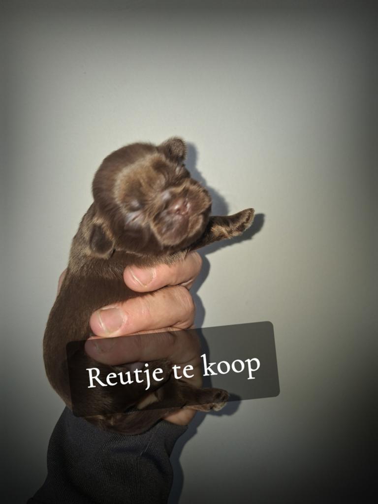 shih tzu pups, Parvo, Overige rassen, 8 tot 15 weken, Meerdere