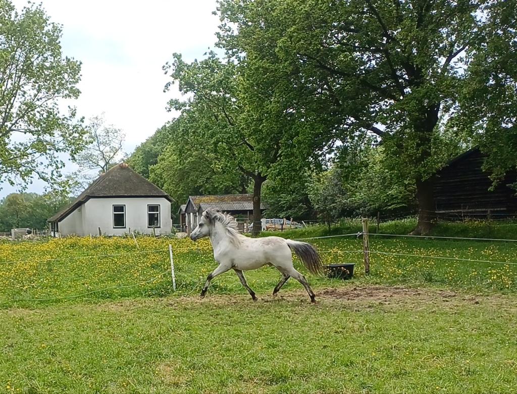 Te koop zeer lieve fewspot appaloosa ruin, Ruin, B pony (1.17m tot 1.27m), Met stamboom, 0 tot 2 jaar