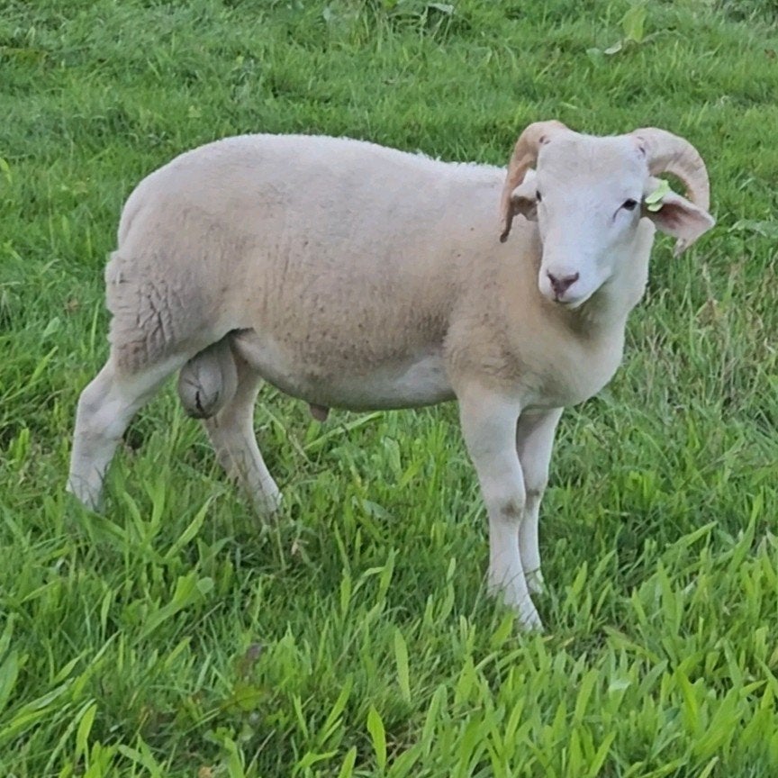 Jonge Dekram Wiltshire horn, Dieren en Toebehoren, Mannelijk, Schaap