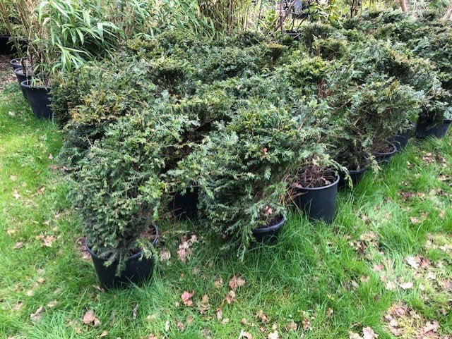 Taxus struiken, ongeveer 50cm hoog (ex kuip dus boven de gro, Tuin en Terras, Planten | Struiken en Hagen, Ophalen, Taxus, Struik