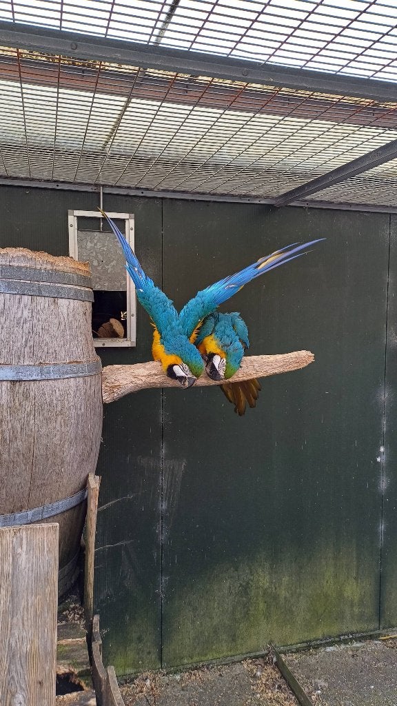 Te koop kweekkoppel blauwgele aras, Meerdere dieren, Papegaai