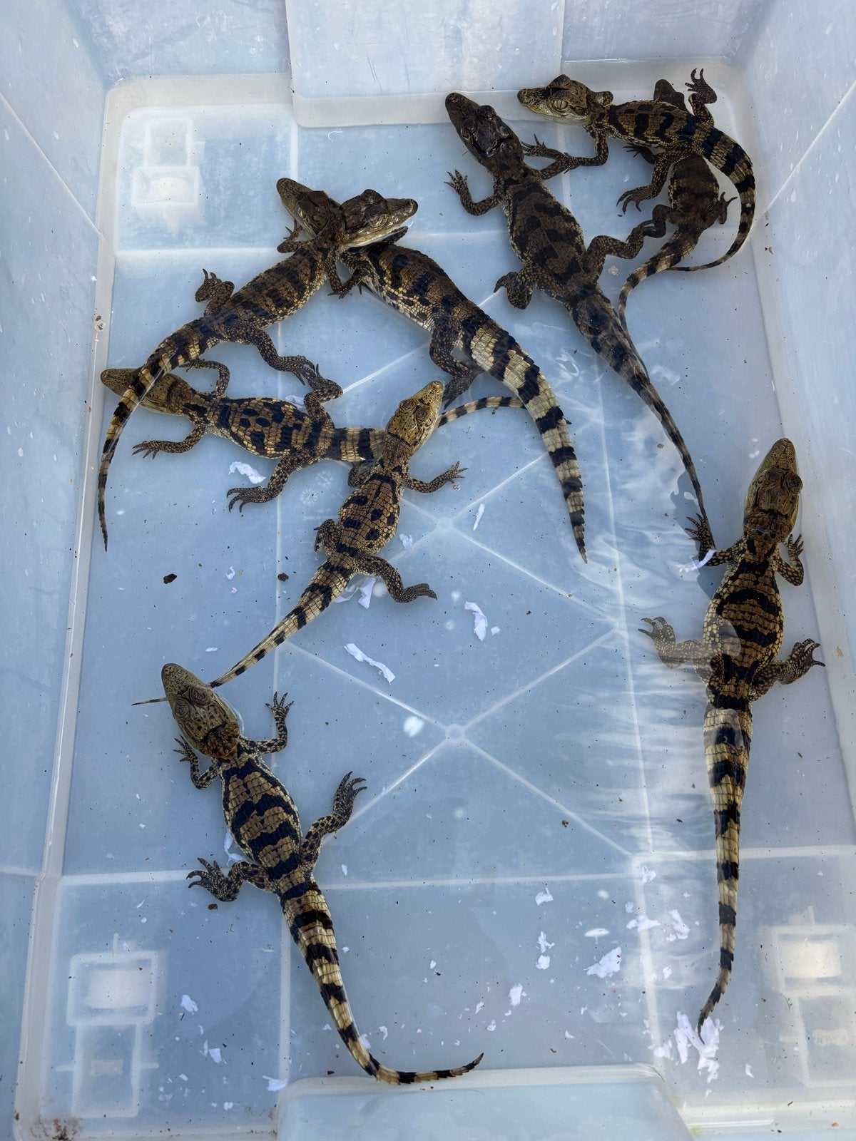 Mooie bril kaaimannen te koop, Dieren en Toebehoren