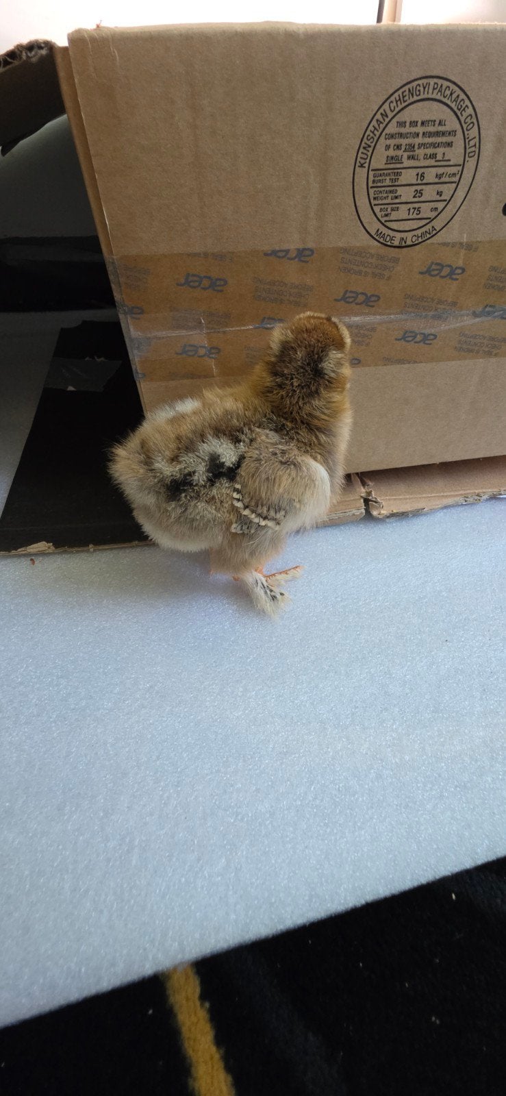 Brahma kippen kuiken, Dieren en Toebehoren, Pluimvee, Vrouwelijk, Kip