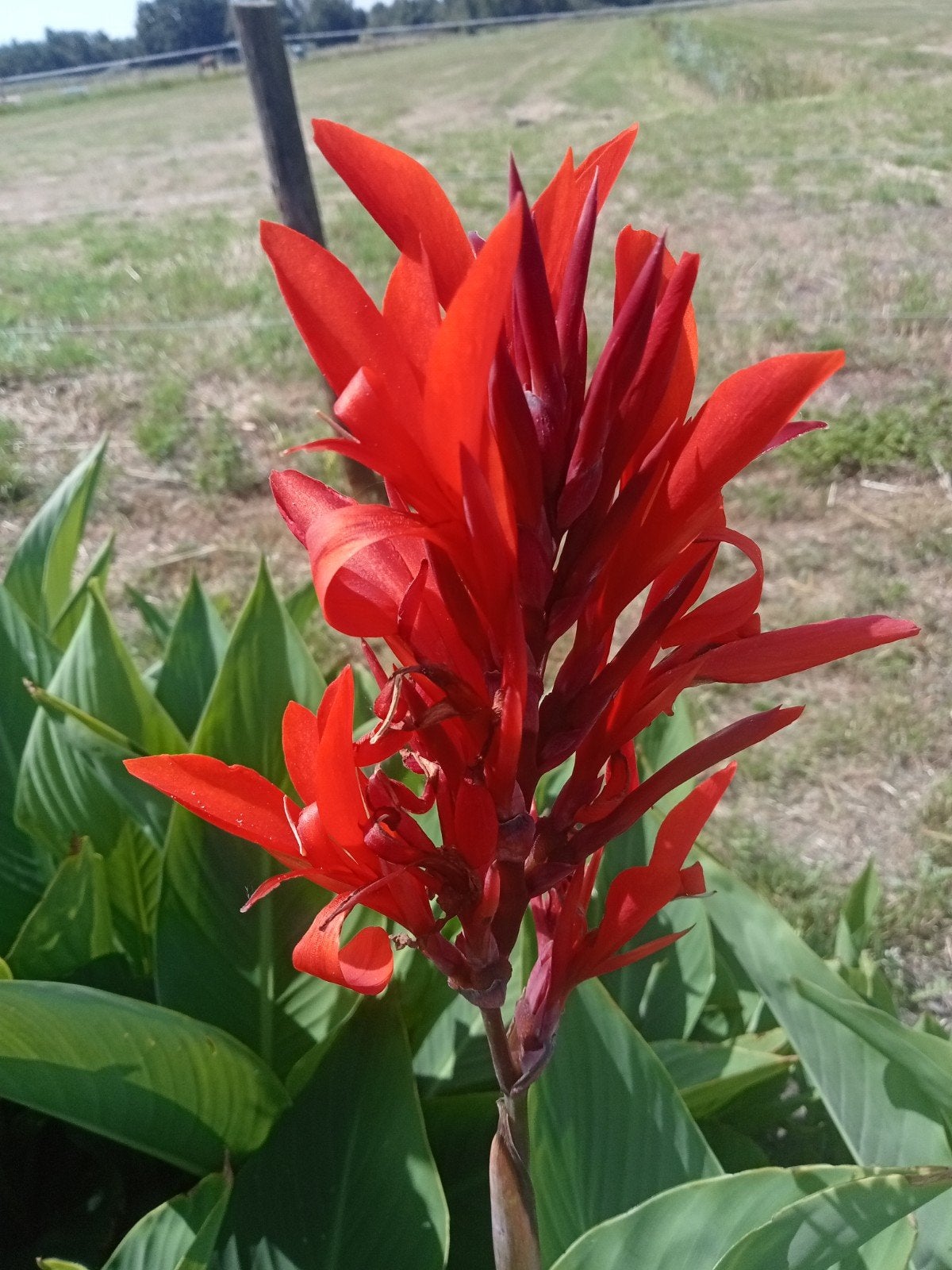 rode canna's (biologisch geteeld), Tuin en Terras, Bloembollen en Zaden, Ophalen, Volle zon, Knol