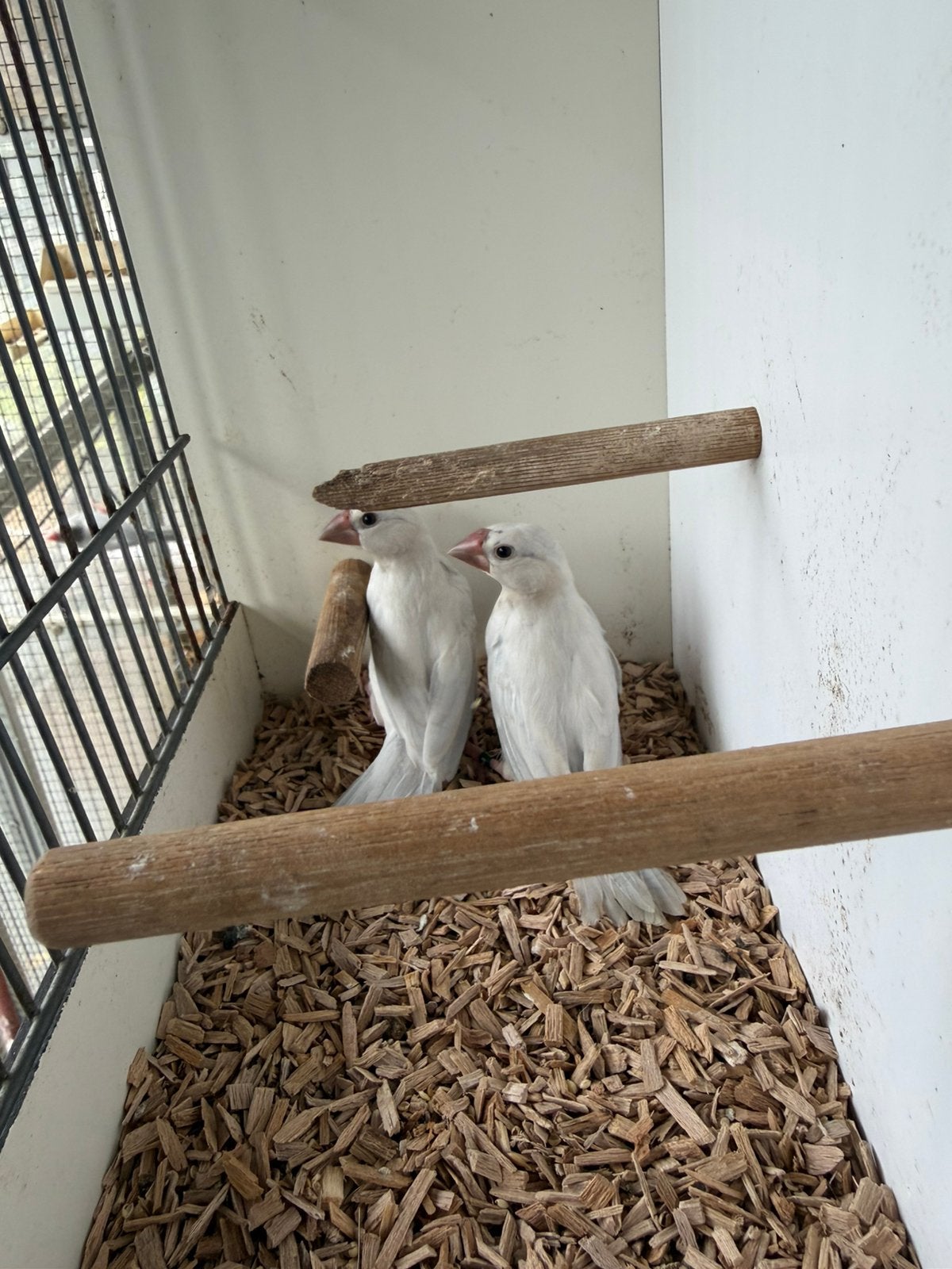 2 jonge opaal rijstvogels, Dieren en Toebehoren, Geslacht onbekend, Tropenvogel, Geringd