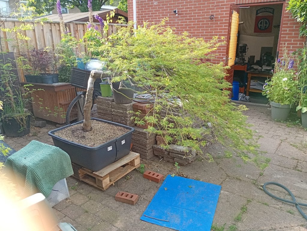Japanse Esdoorn Grote Bonsai, Tuin en Terras, Planten | Bomen, Halfschaduw, Overige soorten, Lente, 100 tot 250 cm