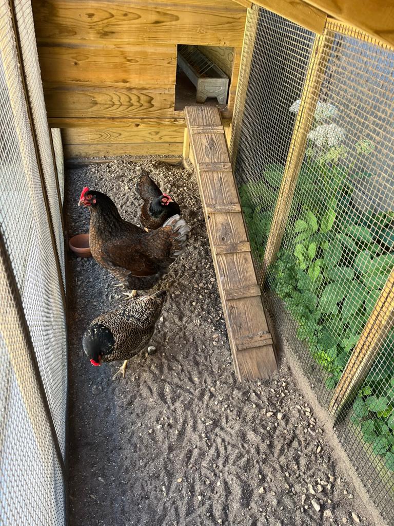 Kippenhok + ren, Dieren en Toebehoren, Pluimvee, Vrouwelijk, Kip